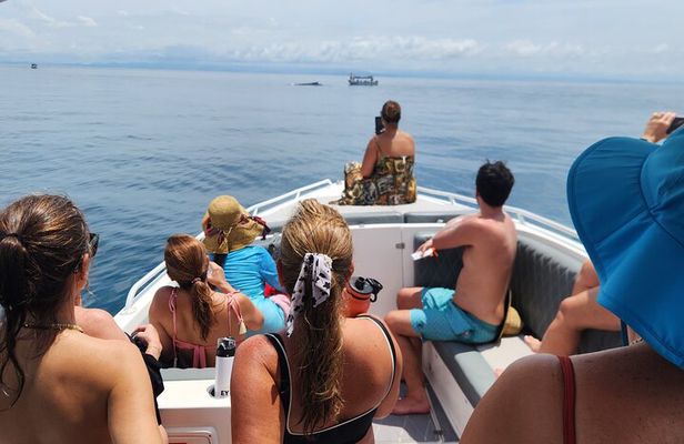 Private Whale Watching Tour - 38ft Speedboat | Pearl Islands