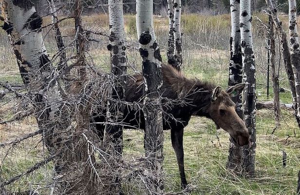 Rocky Mountain National Park - Private Hiking Tour