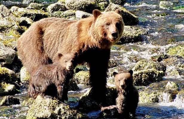 Private Bear Viewing at Waterfall Creek