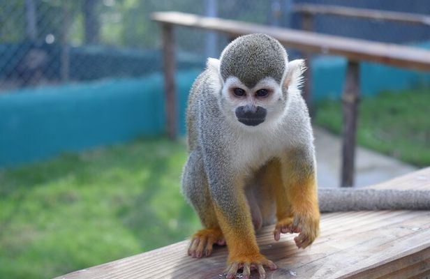 Monkey Tour and Historic Center (Puerto Plata)