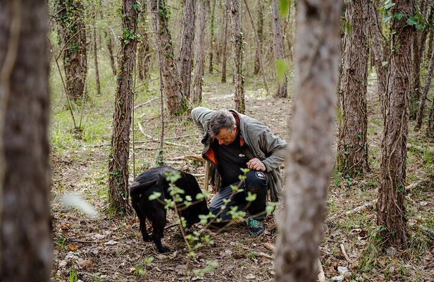 Truffle Hunting and 3-course Truffle Brunch in Motovun
