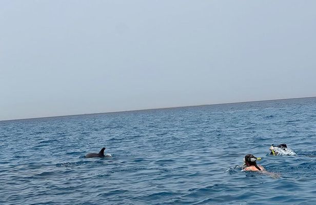 Swimming with dolphins by speed boat