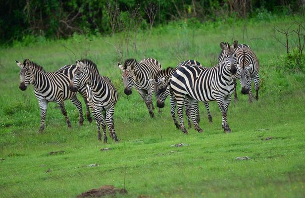 Private full day Akagera National Park with a relaxing boat ride