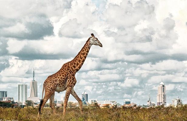 Half Day Nairobi National Park Tour