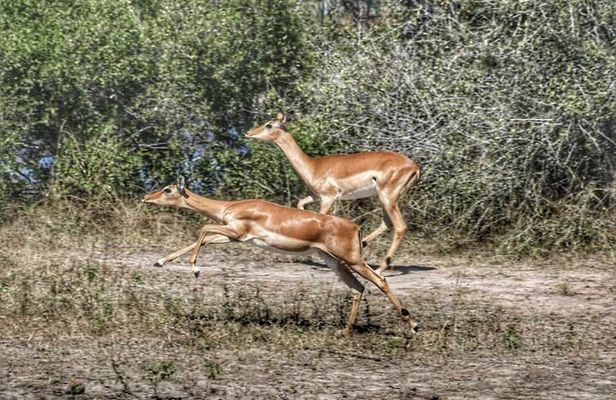 Chobe Day Trip in Botswana