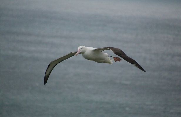 You choose the itinerary Dunedin, Full day, 6hrs