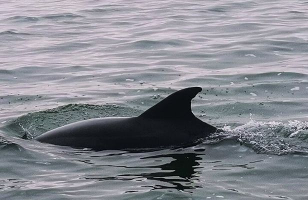 Dolphin & Seal Boat Cruise 