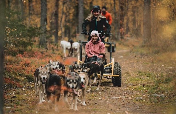 Midnight Sun and Autumn Northern Lights Husky Cart Tour