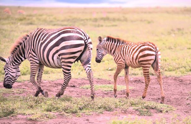 7 Day Ultimate Big Five Wildlife Adventure