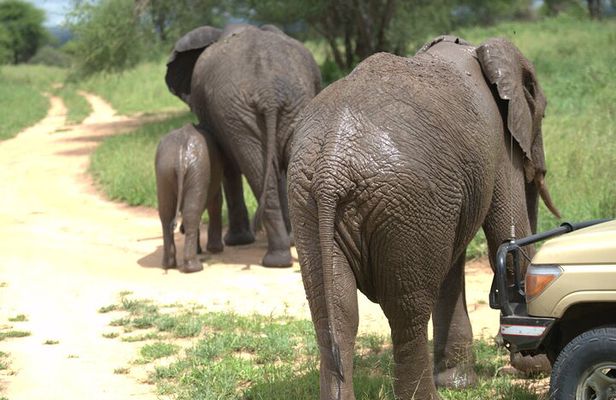 7 Day Ultimate Big Five Wildlife Adventure