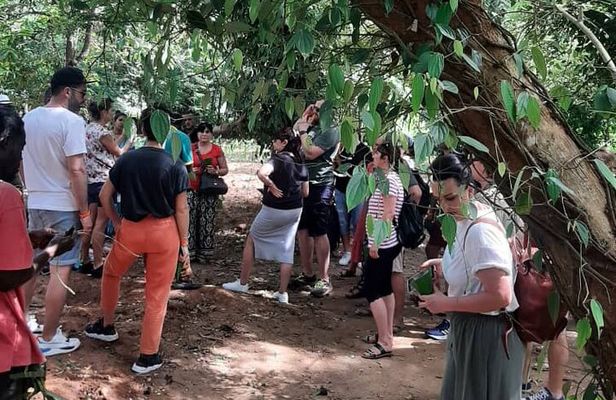 Jozani Forest and Spice Tour 