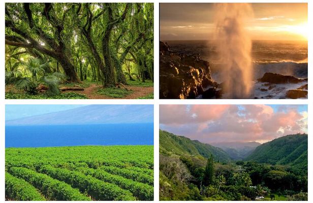 Fun! Open-Air Banyan Tree and Blowhole Sight-Seeing MauiTour!