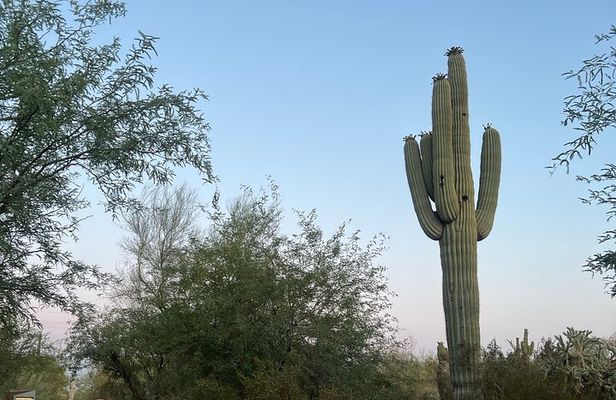 1.5hr Desert Botanical Garden Sunset Tour. Small Group. 6:30-8pm