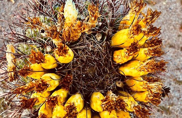 Fun Night Out! Desert Botanical Garden: Dinner & Walking Tour.