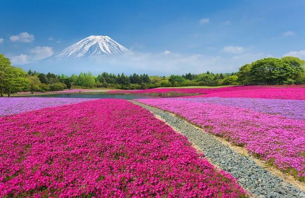 Mt Fuji Lake Kawaguchi and Yamanakako Onsen Tour from Tokyo
