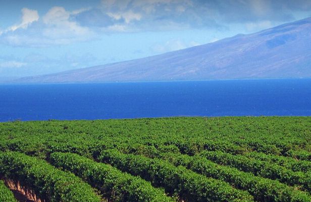Sightseeing Maui Sunset Tour! Open-Air for unbelievable views!