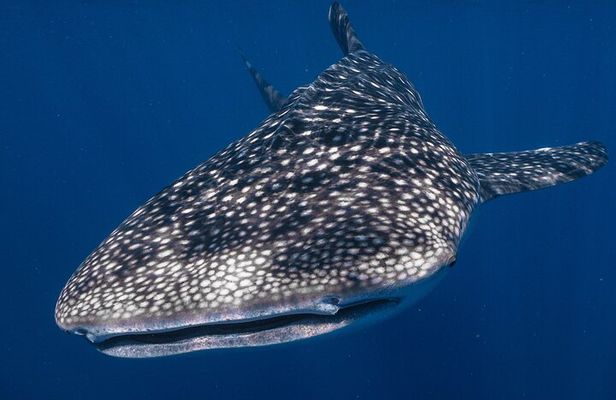 Snorkel with Giants at Ningaloo Reef