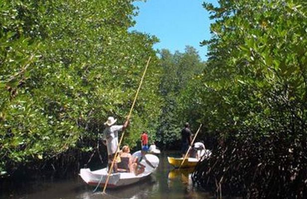 Mangrove Tour Nusa Lembongan Full Day Island Experience