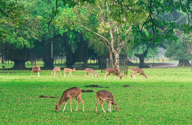 Full Day Bogor Botanical Garden And Puncak Highland Tour