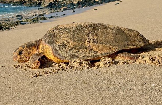 Boa vista Turtle Watching with local guides