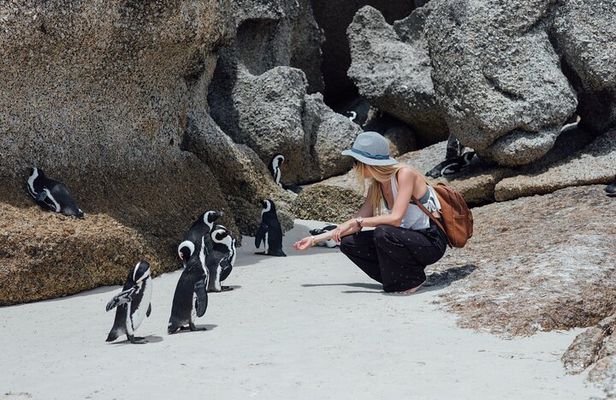 Half-Day Cape Town Tour: Tickets, Fees, Table Mountain & Penguins