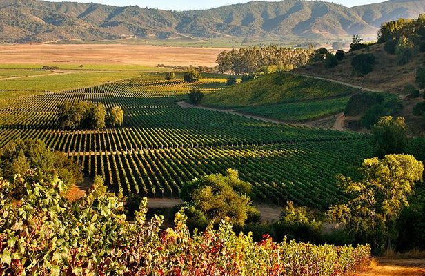 Full day Private Tour in Casablanca Valley