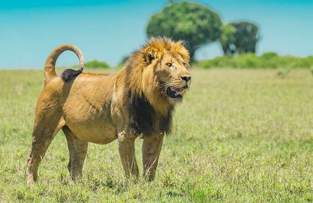 Explore Akagera National Park with Private Guided Tour
