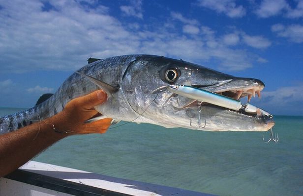 Private Key West Fishing & Sandbar or Snorkel Charter 