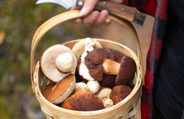 Forest Tasting Lapland Wild Berry and Mushroom Foraging