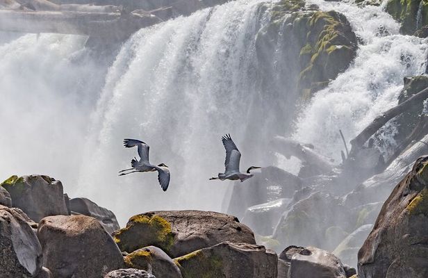 2-Hour Wildlife & Nature River Cruise on the Beautiful Willamette