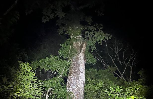 Night Adventure at Soberania National Park