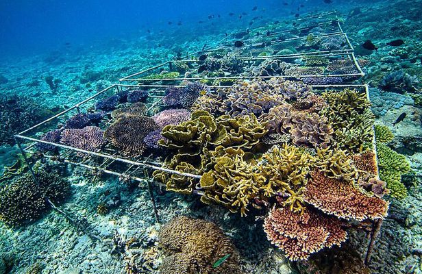 Coral Restoration Snorkeling Tour On Nusa Penida with NGO