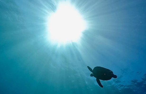 Premier Dive Spots Experience in Kushimoto