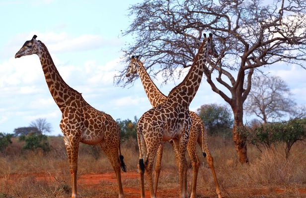 Experience the Wild: A Day Trip to Tsavo East from Diani