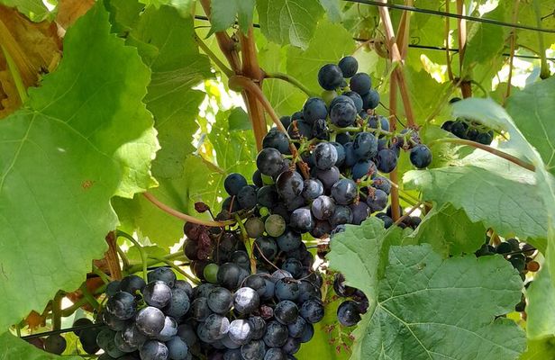 Stellenbosch Wine and Franschhoek Tram Tour experience 