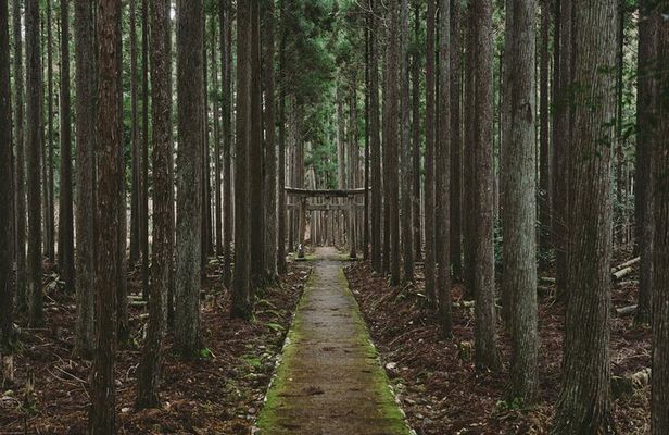 Kyoto’s Ultimate Hidden Gem: Private Car Tour to a Sacred Shrine