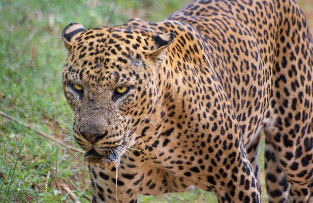 Yala National Park: Half day or Full Day Leopard Safari Tour