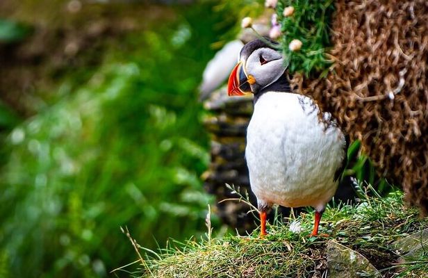 Puffin Tour