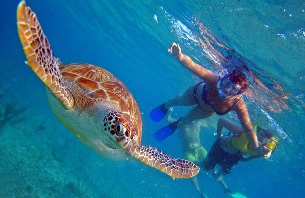 Full day Oahu´s North Shore Circle Island & Snorkeling w/ Turtles