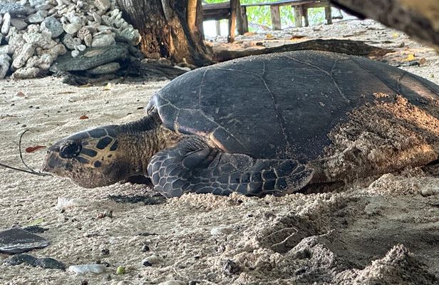 Island Day Tour Santo's Best Snorkeling Marine Sanctuary