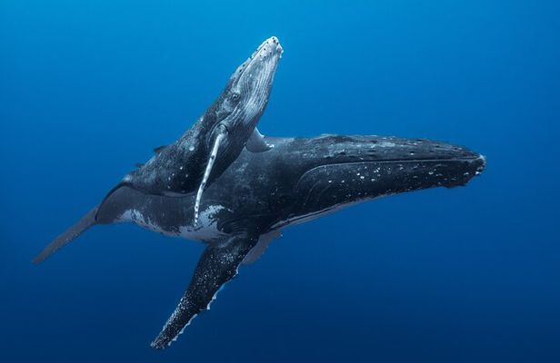 Half day Whales watching PRIVATE group