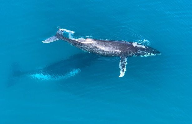Noosa Whale Watching Tours