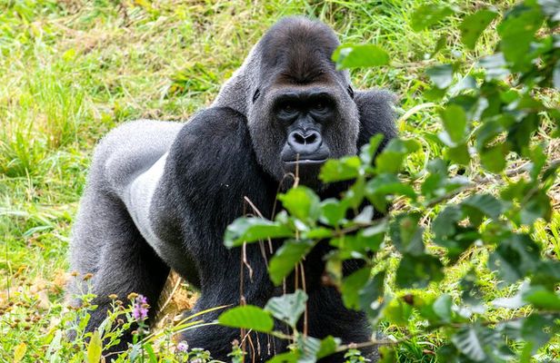 3 Day Gorilla Trekking at Bwindi impenetrable Forest