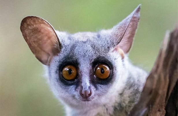 Hluhluwe-iMfolozi Park - Private Group Half Day Safari