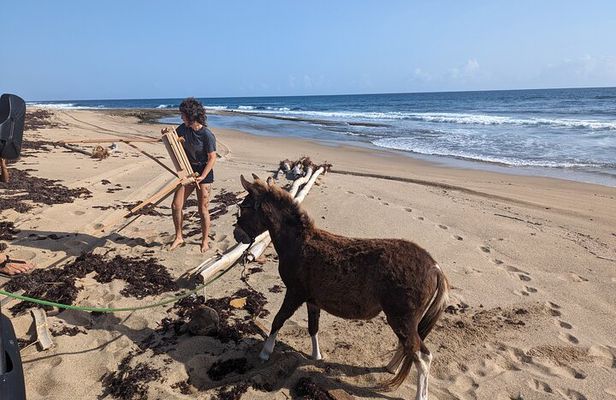 Guided Hike with Miniature Donkeys to a Secluded Beach