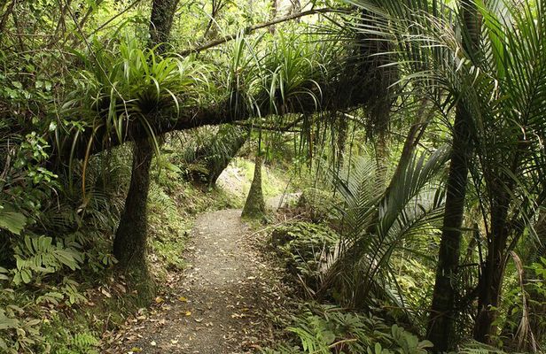 Ultimate Auckland Experience Full Day Tour with Brewery Lunch