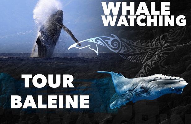 WHALE TOUR - Watching and Swimming with Whales