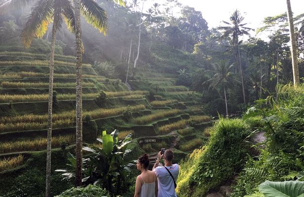 Full Day Tour Ubud Rice Terraces Waterfalls and Holy Springs