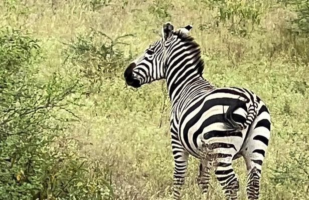 5 Days: Serengeti ,Ngorongoro and Tarangire Safari