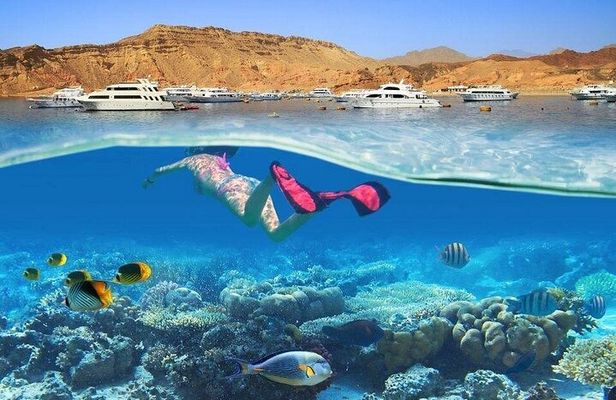 Snorkeling trip to White Island & Ras Mohammed in Sharm El Sheikh